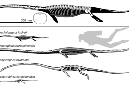 Imagem superior é uma reconstrução do esqueleto de Trachelosaurus fischeri, abaixo Trachelosaurus fischeri é mostrado novamente com uma comparação de tamanho de um mergulhador e três outros répteis tanysaurianos.