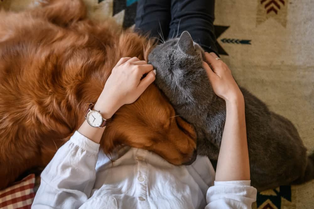 Tutor abraçando os seus pets