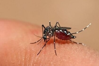 Conheça 10 mitos sobre a dengue que circulam na internet