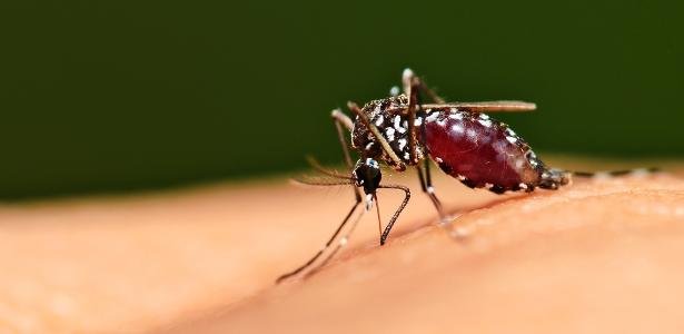 Niterói reduz casos em 70% com bactéria em mosquitos