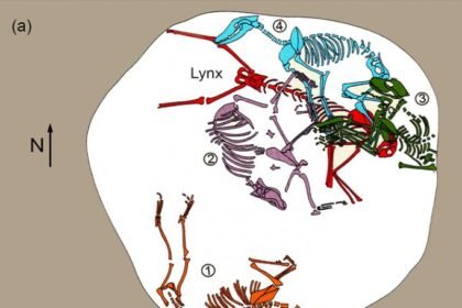 Esqueleto de lince milenar é encontrado enterrado com mais quatro cachorros