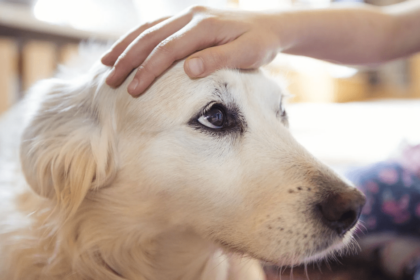 Cães podem farejar “perfil de odor“ do estresse no hálito humano, diz estudo