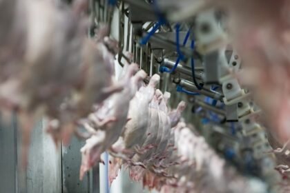 El Salvador abre mercado para carne de frango e ovos do Brasil