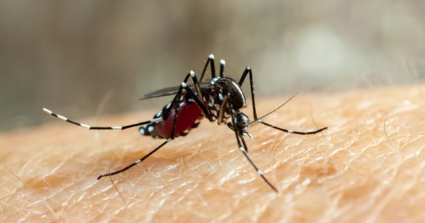 Falhas do Ministério da Saúde agravaram epidemia da dengue; veja principais erros