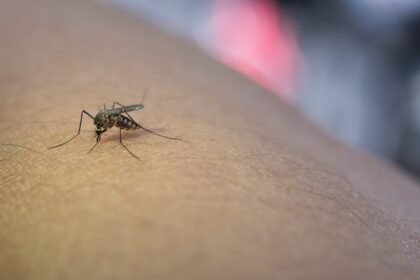 SP confirma 221 mortes por dengue e se aproxima do total registrado em 2023