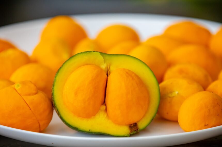 não usar depois da publicação, em caso de dúvidas, falar com Foto // Typical ripe pequi fruit (caryocar brasiliense) in fine details and selective focus. Typical fruit from the Brazilian cerrado bioama.