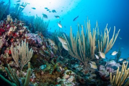 Protegendo os oceanos: uma corrida para 30% até 2030