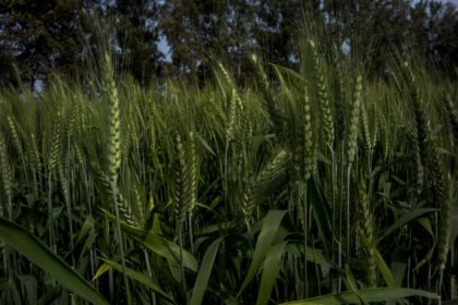 Bloomberg expande conjunto de soluções climáticas