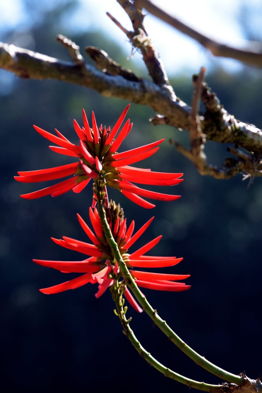 Webstory // Chá de mulungu NAO UTLIZAR APOS A DATA DA PUBLICAÇÂO EM CASO DE DUVIDA FALAR COM A FOTOGRAFIA SAO PAULO, SP, BRAZIL - AUGUST 14, 2016 - Erythrina speciosa alba, Brazilian plant of the Fabaceae family greatly appreciated in gardening and landscaping