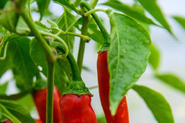 Red hot chili peppers growing in a garden.