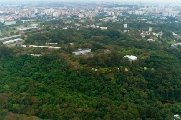 Ribeirão Preto intensifica vacinação contra febre amarela após mortes de macacos